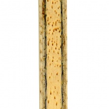 挺拔Tibhar 尚坤ZLC 專(zhuān)業(yè)底板 碳纖維底板 5+2內(nèi)置纖維